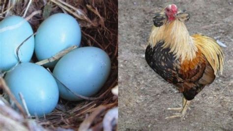 en çok yumurta yapan tavuk hangisidir